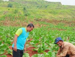 UPTD Pertanian Tingkatkan Produktivitas Petani Tembakau Sumedang Melalui Pemanfaatan DBHCHT