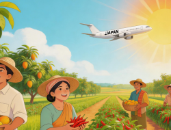 Sumedang Cetak Prestasi! Jadi Satu-satunya Daerah di Jabar yang Terima Program HDDAP untuk Mangga dan Cabai