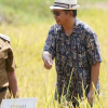 Hasil Bisa 2 Kali Lipat! Demplot Padi Tabela di Sumedang Disiapkan Jadi Laboratorium Pertanian Masa Depan
