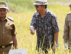 Hasil Bisa 2 Kali Lipat! Demplot Padi Tabela di Sumedang Disiapkan Jadi Laboratorium Pertanian Masa Depan