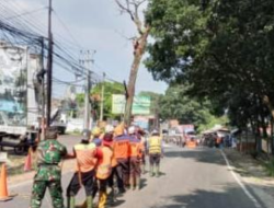Pohon Rawan Tumbang di Jalur Nasional Jatinangor-Tanjungsari Ditebang, Keselamatan Pengguna Jalan Jadi Prioritas